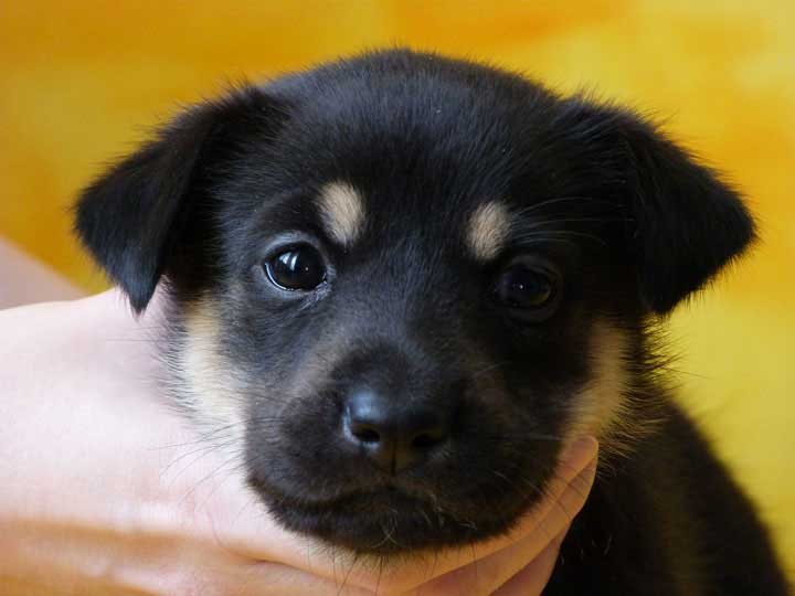 chinook puppy